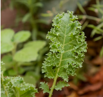 무좀에 좋은 음식 영양제 식단