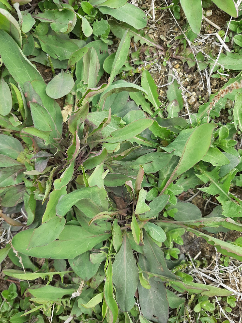 넓게 퍼진 잎이 특징인 씀바귀 식물 군락