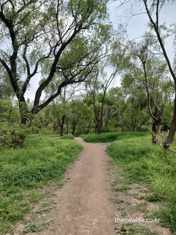A serene forest trail with soft soil at Yeouido Saetgang Ecological Park, ideal for barefoot walking to relieve stress and calm the mind.-여의도 샛강 생태공원의 부드러운 흙길. 맨발 걷기를 통해 긴장을 풀고 마음의 안정을 얻을 수 있는 조용한 산책로.