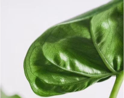 돈 들어오는 식물 알로카시아