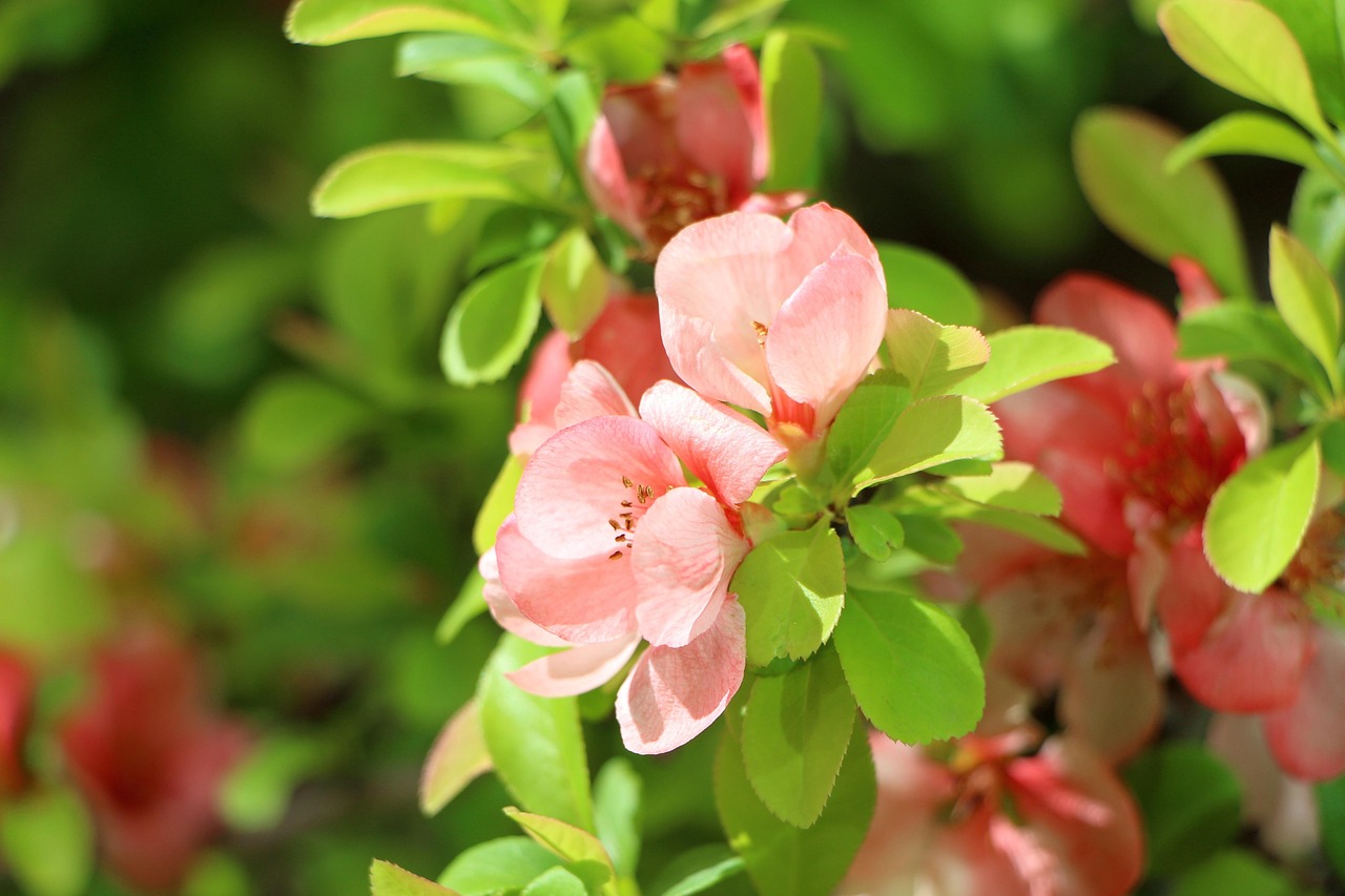 경남 봄 꽃구경 베스트10 명소 꿀팁 정리