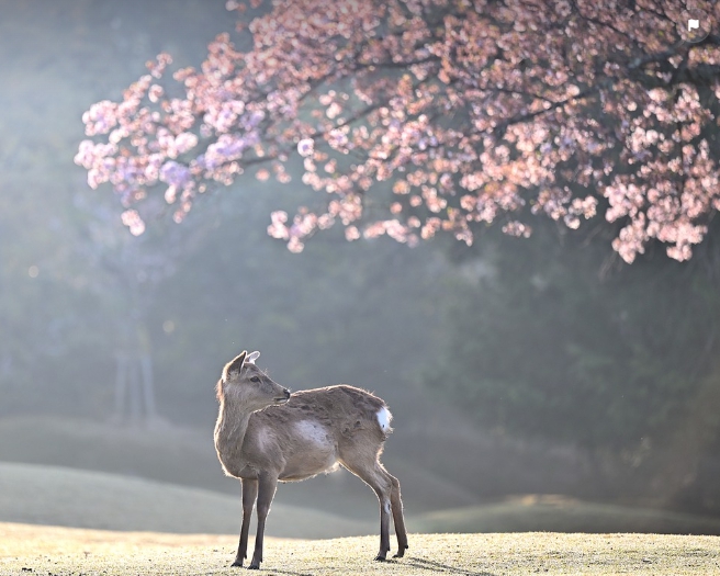 벚꽃 개화 시기 2025&amp;#44; 축제 명소 확인-2