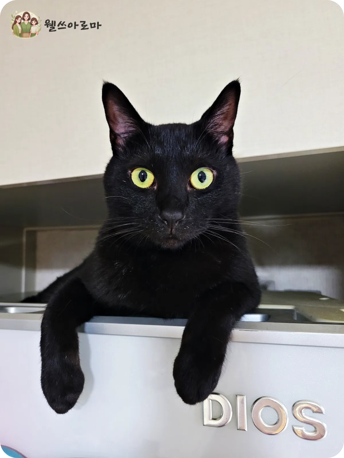 DIOS냉장고-위에올라간-까만고양이-후추