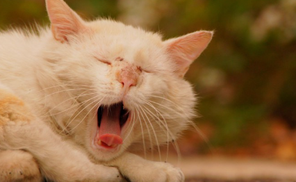 졸려 보이는 고양이.