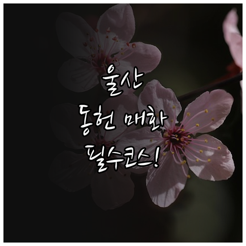 울산 중구 3월 꽃구경 명소 동헌 매..