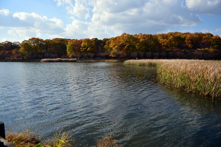 반려견과 함께 떠나는 분당·판교 가을산책 단풍명소 추천 : 탄천산책로·율동공원·판교생태공원