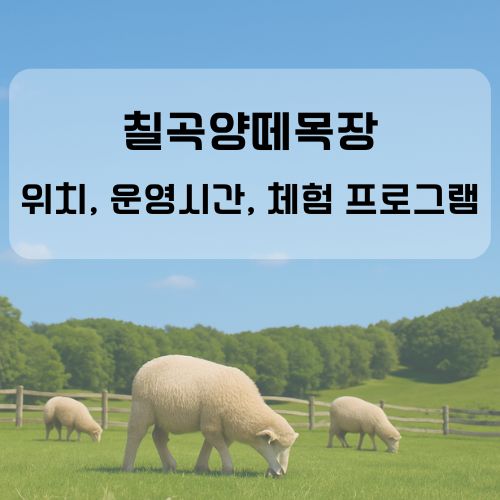 주말엔 여기! 경북 칠곡양떼목장 ❘ 위치, 운영시간, 체험 프로그램