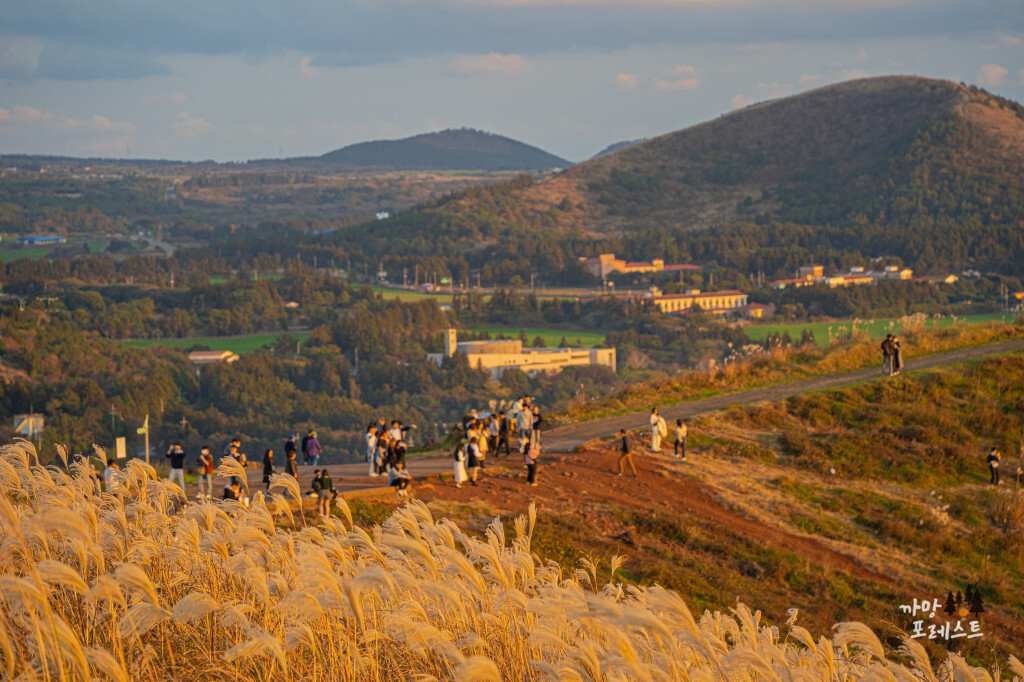 제주 금오름 억새 풍경