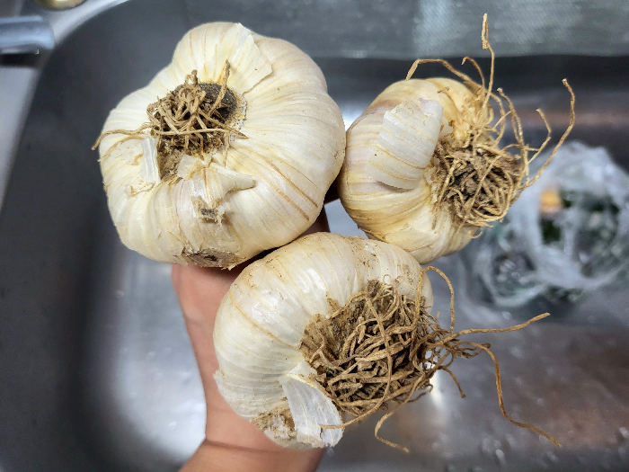 통마늘