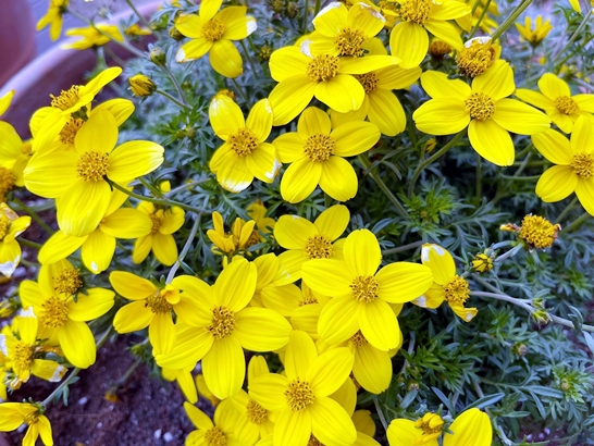 미니-메리골드-꽃