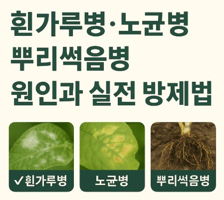흰가루병·노균병·뿌리썩음병 원인과 실전 방제법 사진