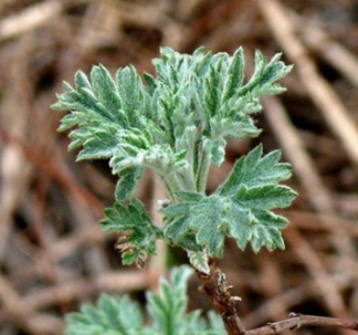 쑥 효능 부작용 칼로리 요리