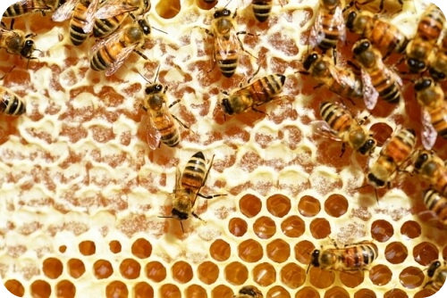프로폴리스_벌집
