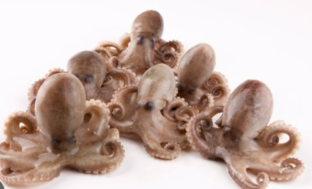 쭈꾸미-5월-제철식재료