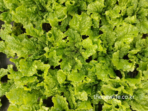 Cheongpado lettuce with wavy green leaves growing in a field-밭에서 자라고 있는 물결 모양의 청파도 상추