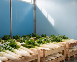 겨울철 무우 보관법