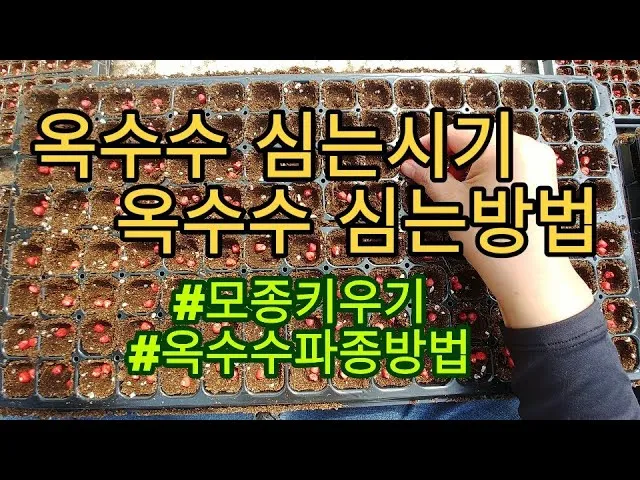 옥수수 파종 시기 심는 시기 재배법_3