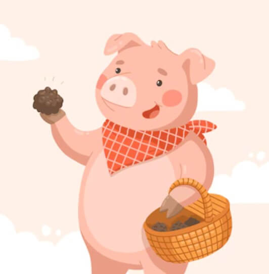 돼지띠와 잘맞는띠 범띠 돼지띠 범띠 돼지띠 양띠