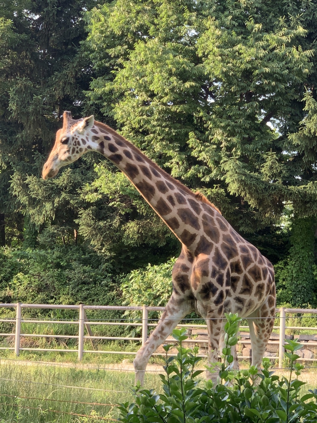 과천 서울대공원 기린