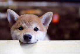 바라보는 강아지 눈 사진