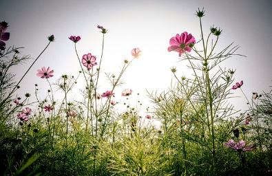 10월 2일 임시공휴일