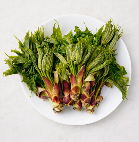 엄나무순 효능 부작용 채취시기 개두릅 손질법 데치기 무침 먹는법