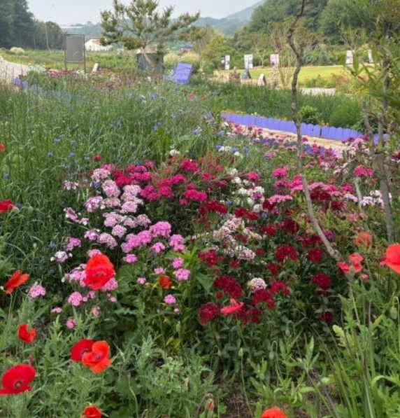 고창청농원 라벤더 축제