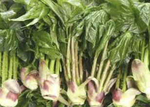 엄나무순 효능 가격 요리법 장아찌 담그는법 총정리(최신)