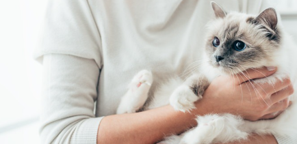 고양이