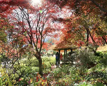 아침고요수목원 단풍시기_2