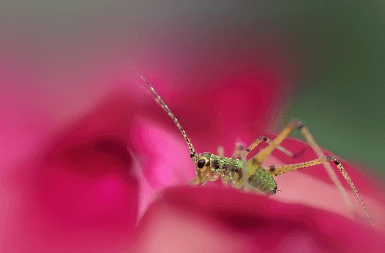 귀뚜라미 퇴치법