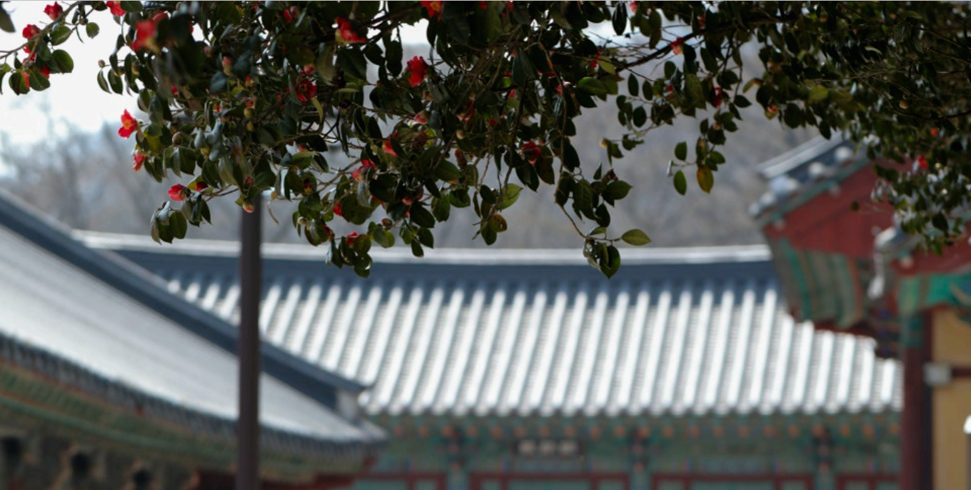 [4월 축제]사계절의 모습이 다 아름다운 고창 선운사❘동백꽃, 홍매화 사진 이벤트