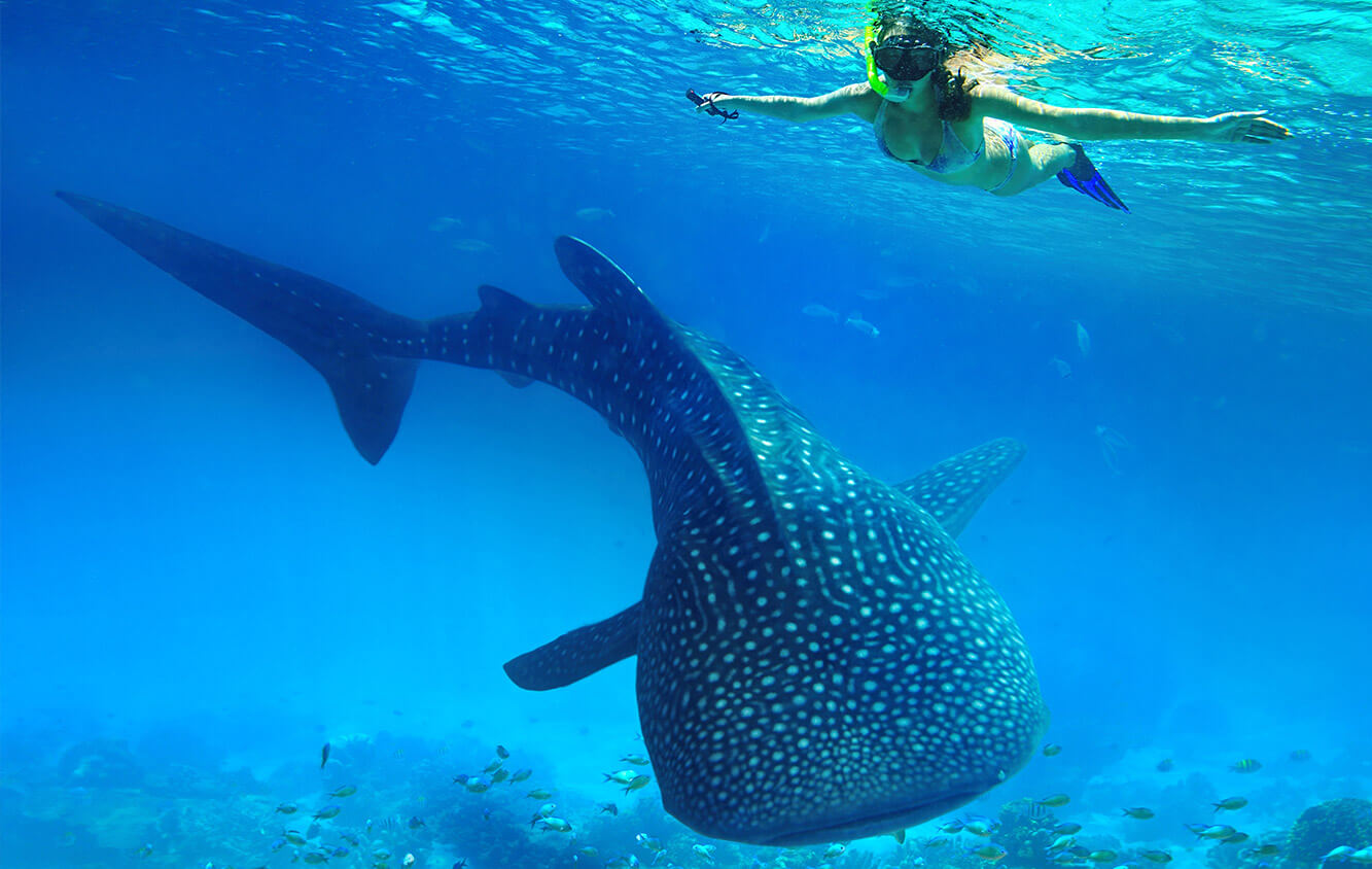 해외 스쿠버다이빙 해외 다이빙 해외 스카이다이빙 해외 스카이다이빙 가격