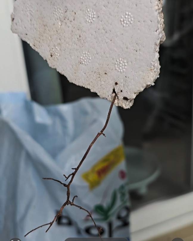 스티로폼까지 뚫고자라고 있는 뿌리