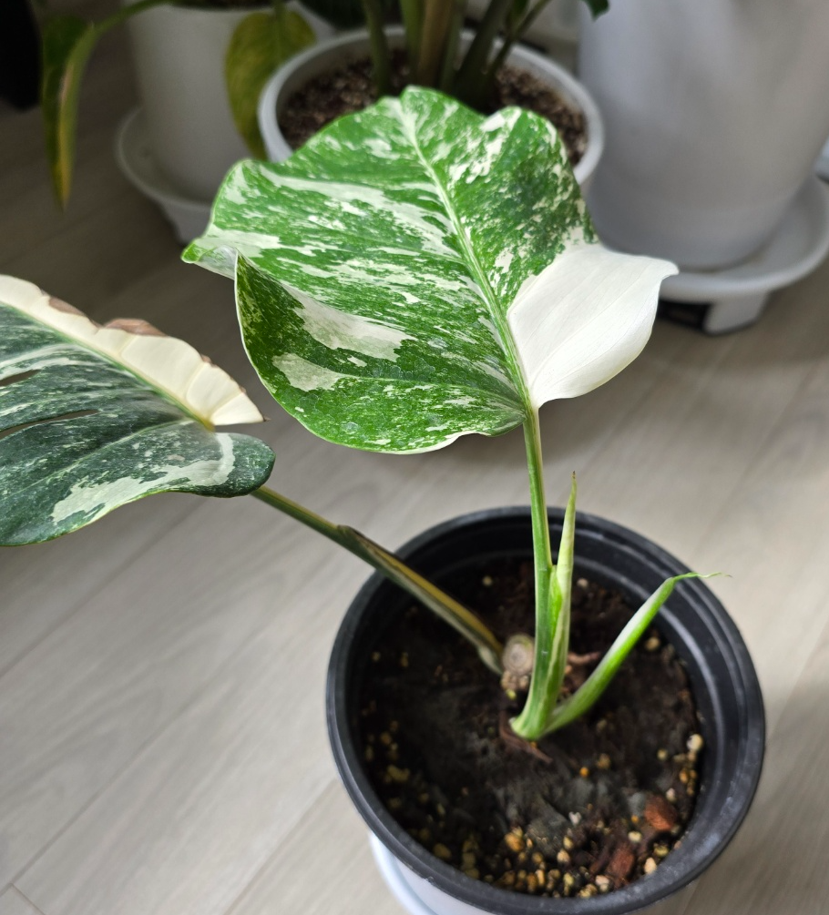 처음 왓을 때 알보의 상태