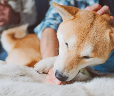 강아지 발 핥는 이유 스트레스 대처법