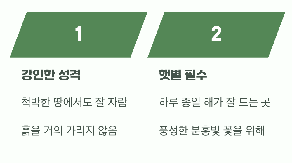 비결 1. 햇볕만 있다면 어디든 좋아요