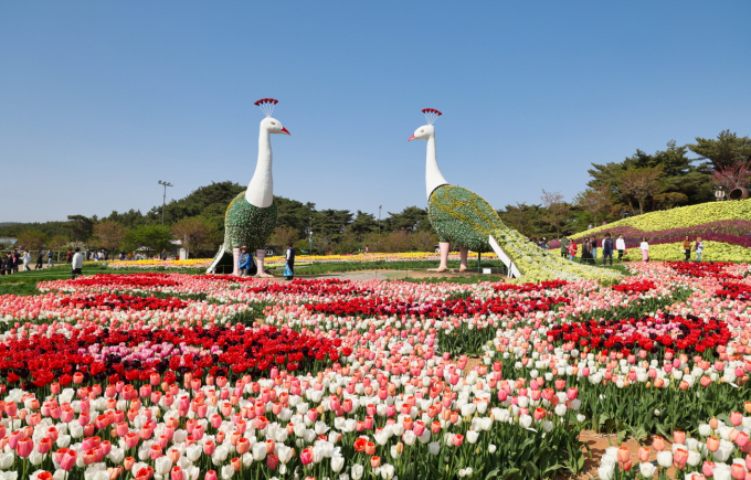 태안 튤립축제 가는방법