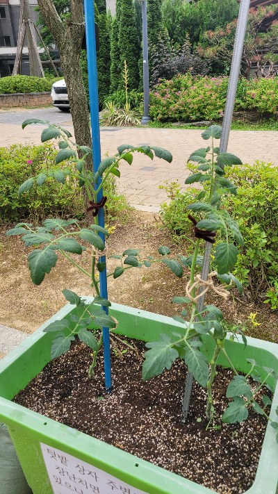 유아 텃밭에 상자텃밭이 필요한 경우와 활용할 때 주의할 점