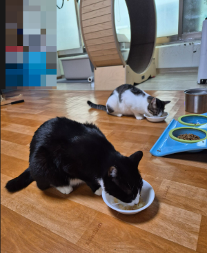 고양이에게 생선과 새우를 줘도 될까? 삶아서 주는 간식과 주의사항