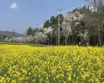 고창 청보리밭 축제_17