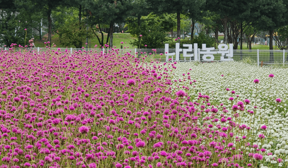 천일홍축제