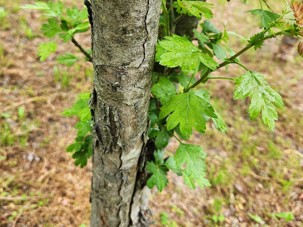 홍화산사나무