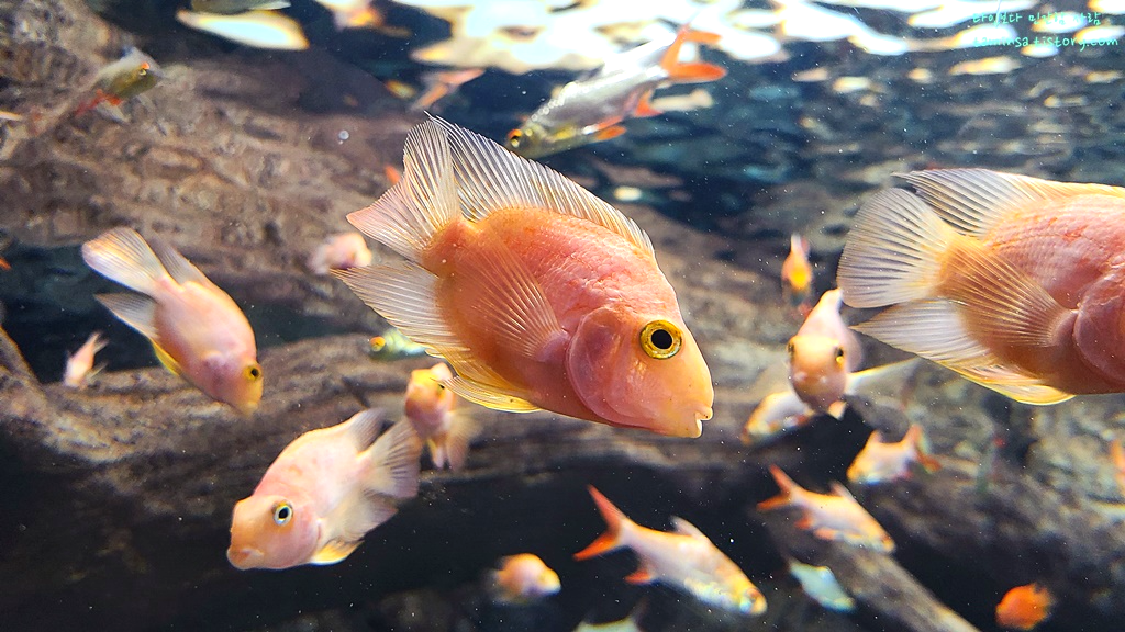 삼척-민물고기전시관-혈앵무