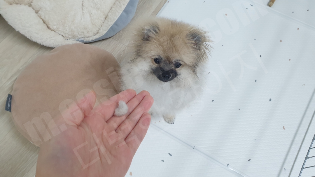 어린 포메라니안 털 빠짐 양