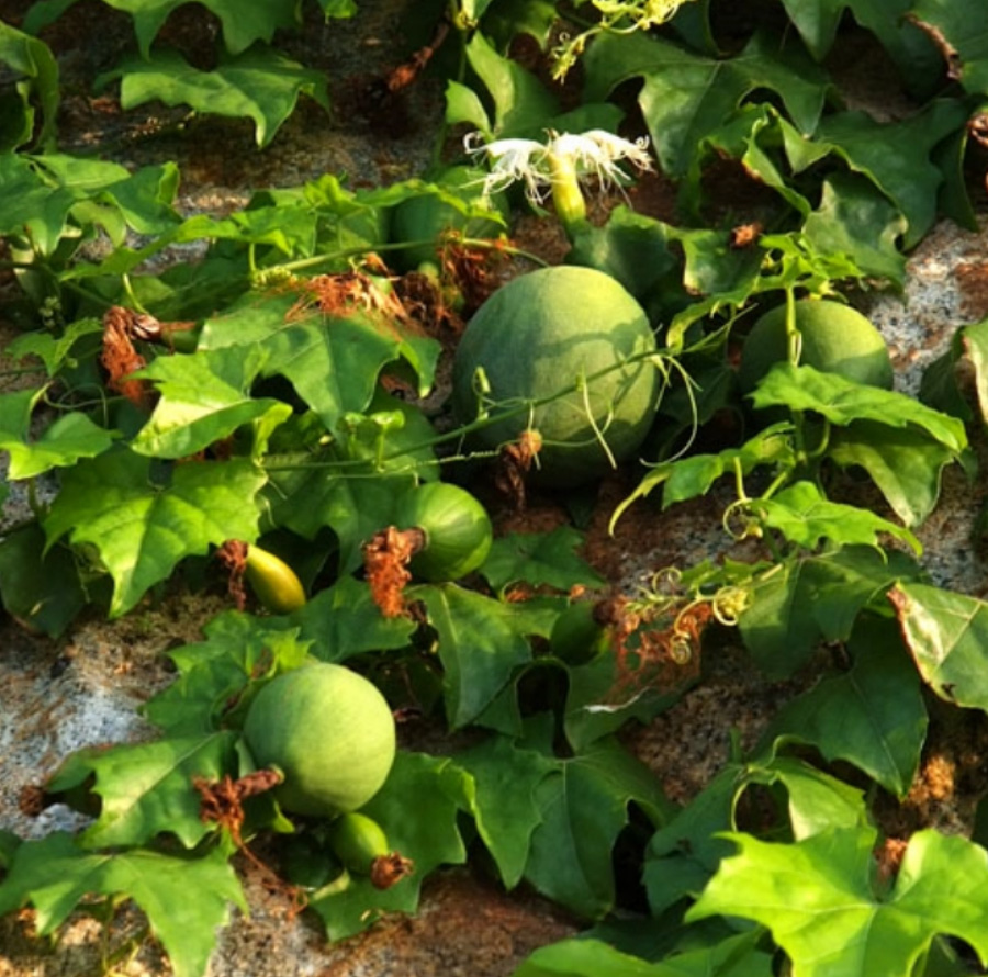 야생에서 크고 있는 하눌타리의 열매와 꽃, 잎, 줄기 등을 확대를 하여 찍은 사진
