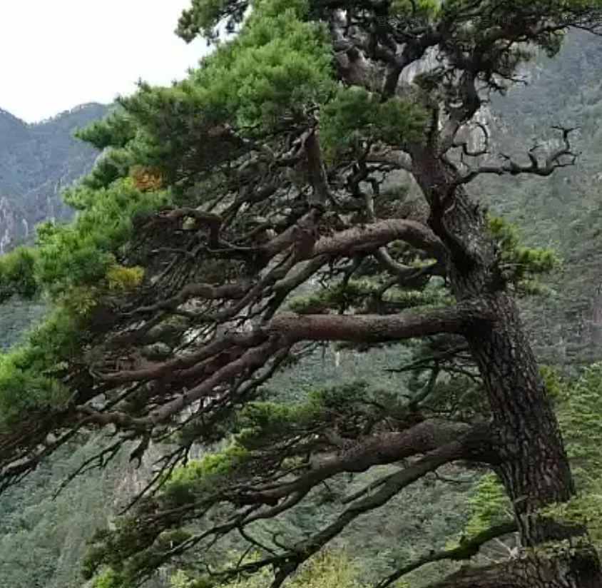 설악 케이블카 운행시간 예약방법 요금할인