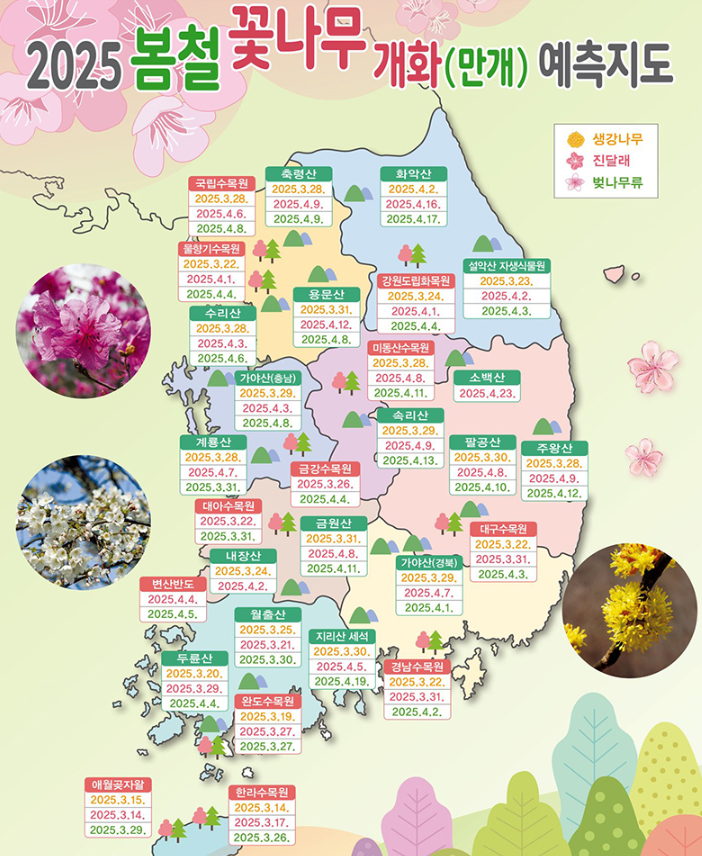 봄꽃 개화 만개 예측