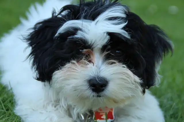 사랑스러운 말티즈! 성격&amp;#44; 관리법&amp;#44; 건강까지 한눈에 보기