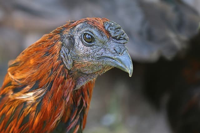 닭이 자꾸 흙에 몸을 비비는 이유, 알고 보면 중요한 행동